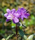 Rhododendron parvifolium