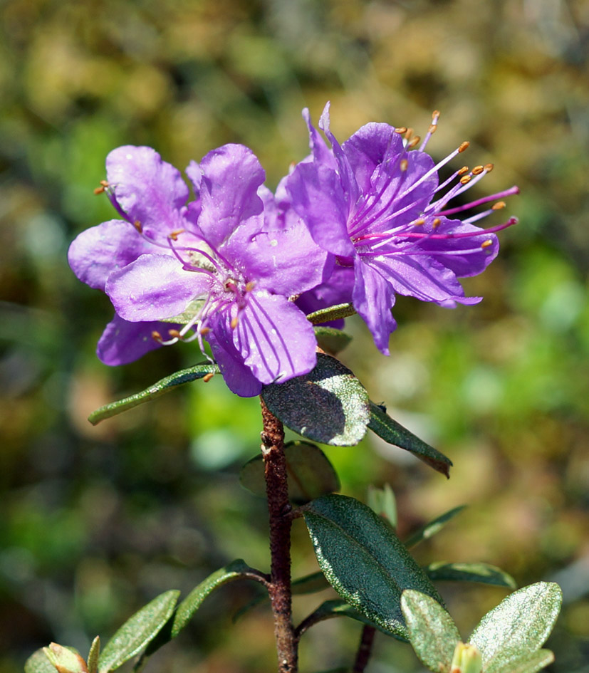 Image of Rhododendron parvifolium specimen.