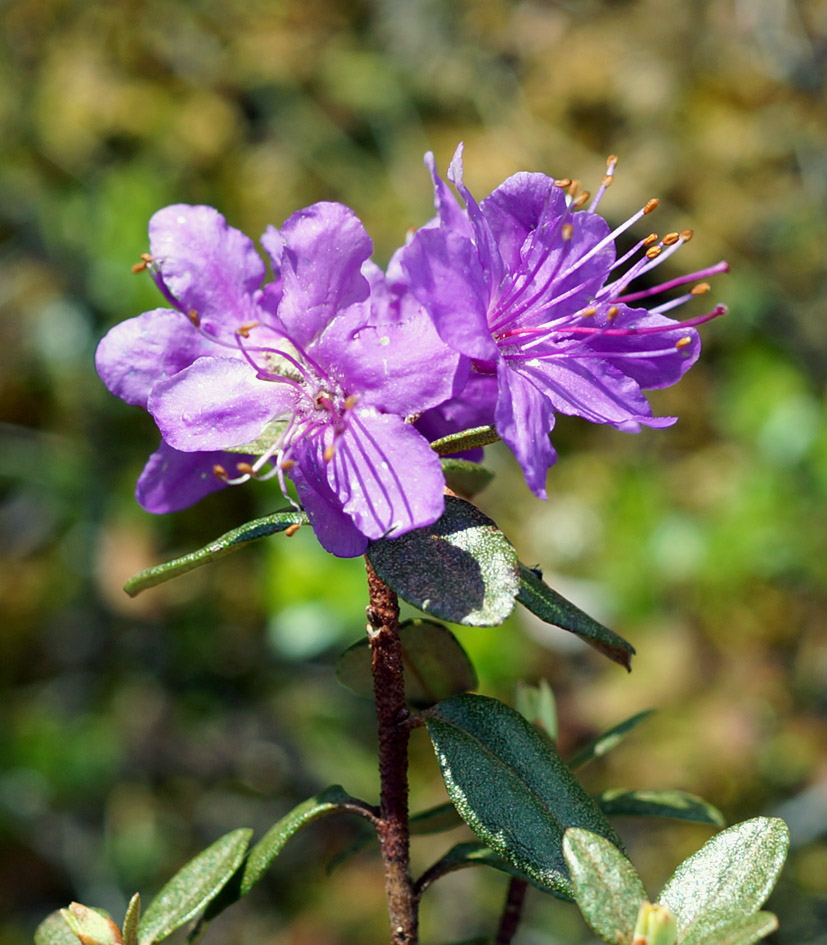 Изображение особи Rhododendron parvifolium.