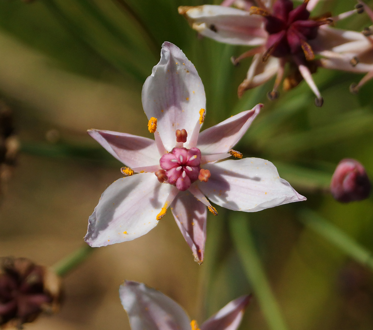 Изображение особи Butomus umbellatus.