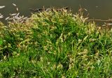 genus Carex. Цветущие растения. Монголия, аймак Уверхангай, долина р. Орхон, ≈ 1500 м н.у.м., берег реки. 02.06.2017.