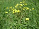 Ranunculus meyerianus