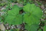 Petasites hybridus