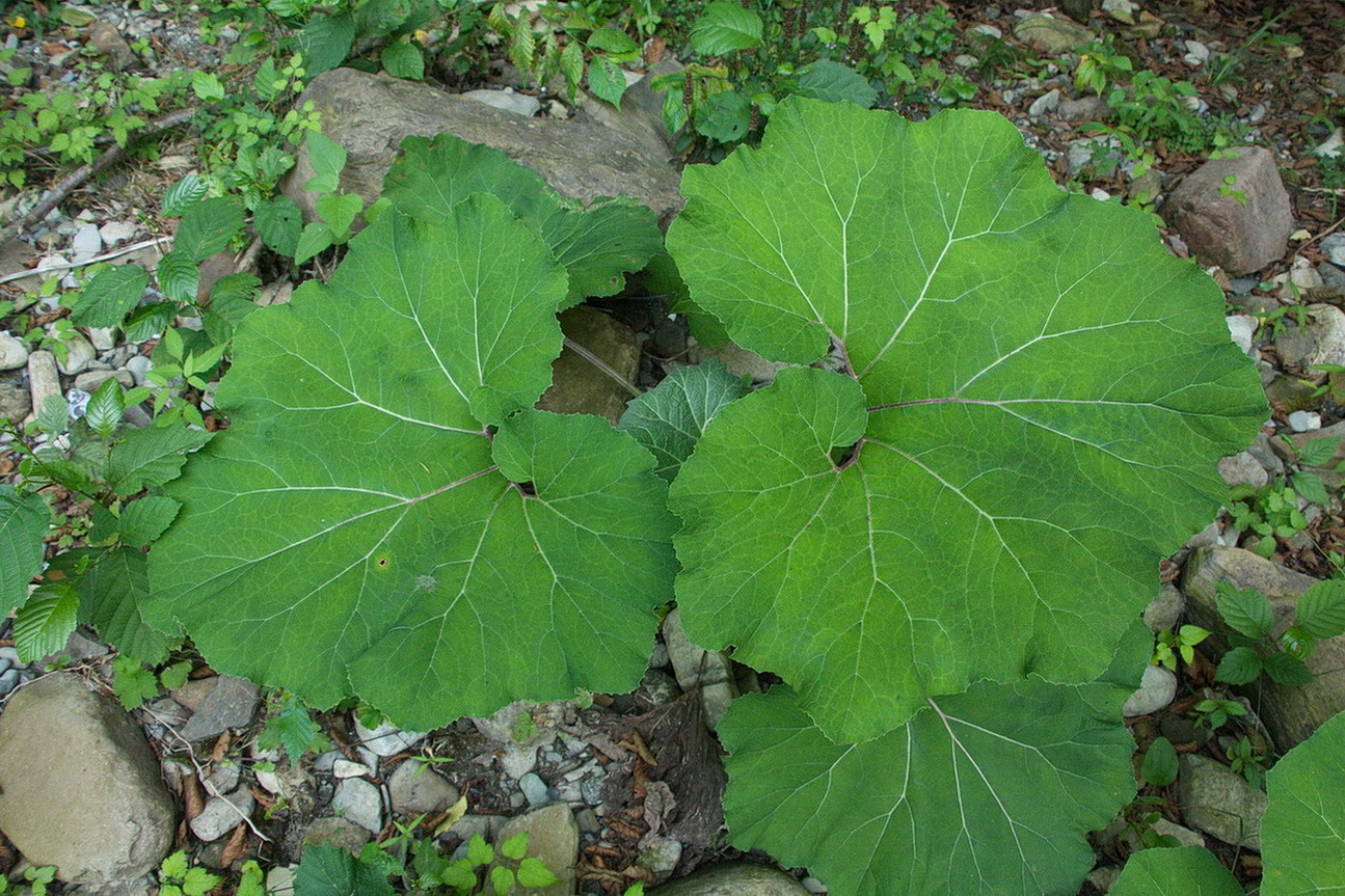 Изображение особи Petasites hybridus.