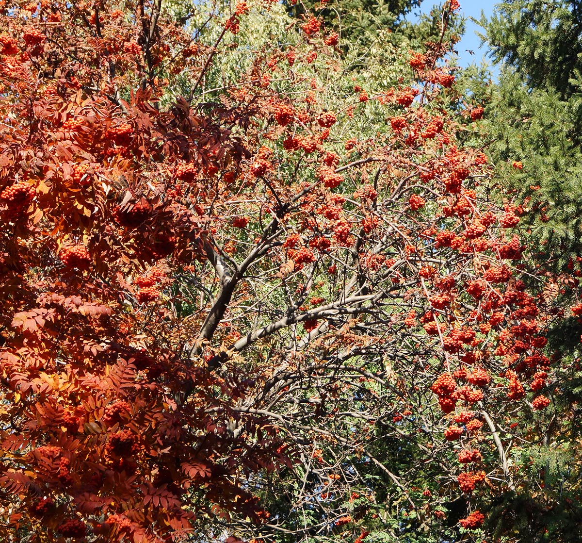 Image of Sorbus aucuparia specimen.