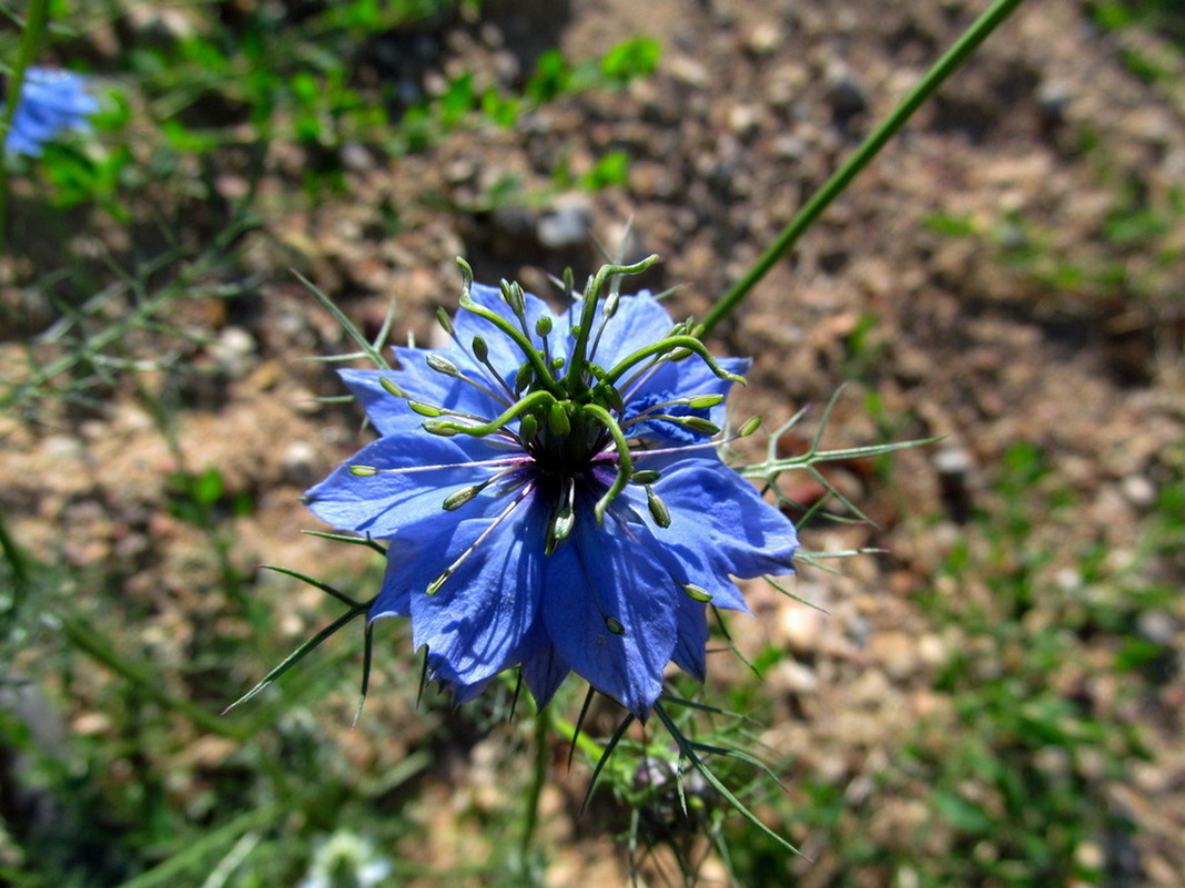 Изображение особи Nigella damascena.