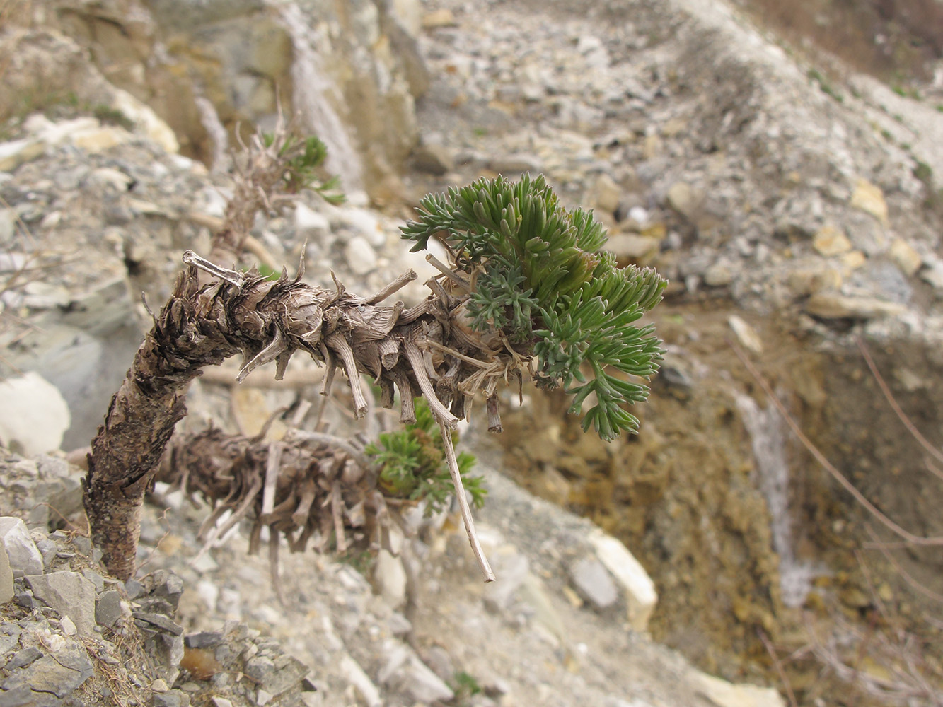 Image of Seseli ponticum specimen.