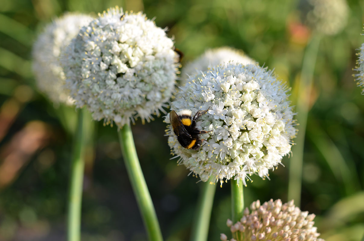 Image of genus Allium specimen.