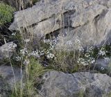 Allium subhirsutum