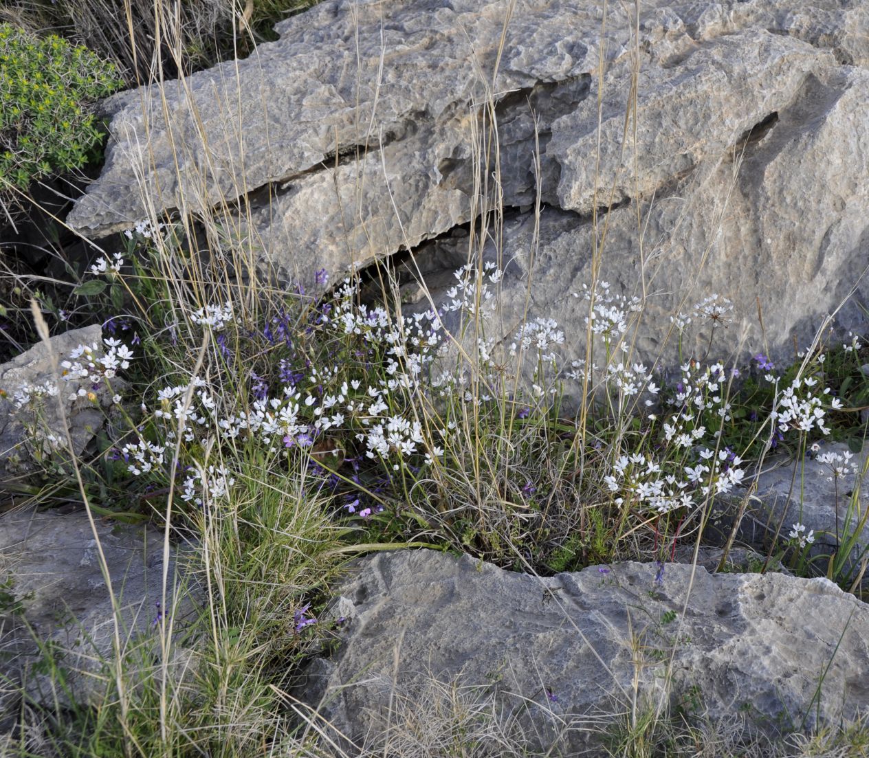 Изображение особи Allium subhirsutum.