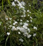 genus Valeriana. Цветки. Кабардино-Балкария, Эльбрусский р-н, окр. с. Байдаево, край тропы возле ручья. 16.07.2009.