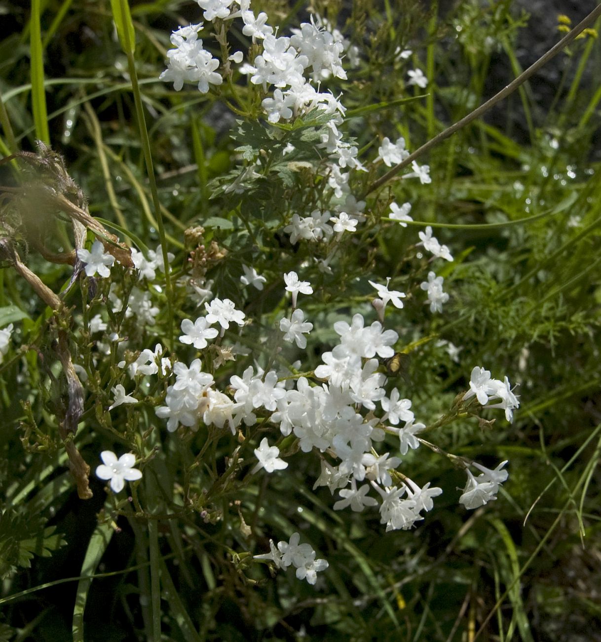Image of genus Valeriana specimen.