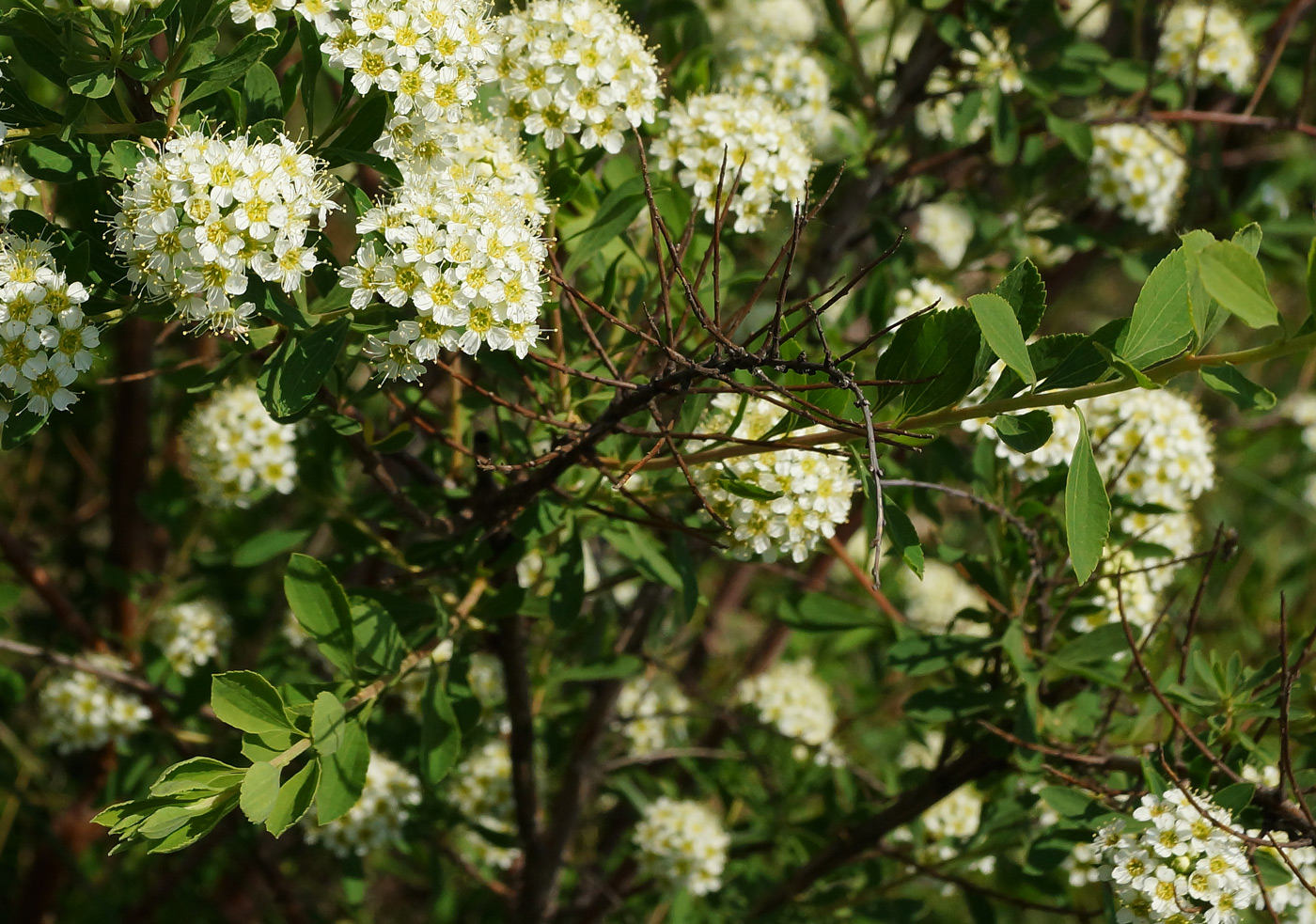 Изображение особи Spiraea crenata.