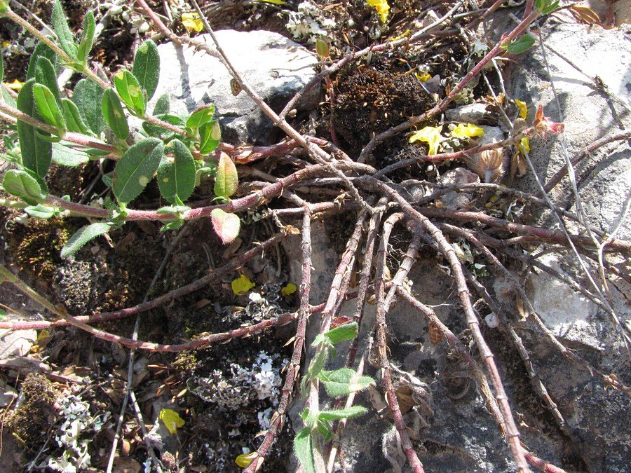 Image of Helianthemum grandiflorum specimen.