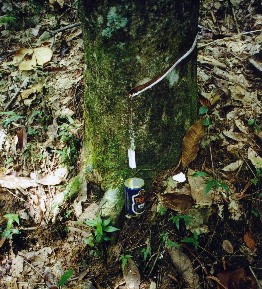 Изображение особи Hevea brasiliensis.