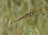 Stipellula capensis