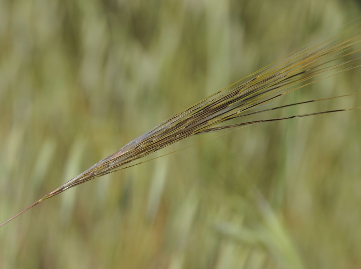Изображение особи Stipellula capensis.
