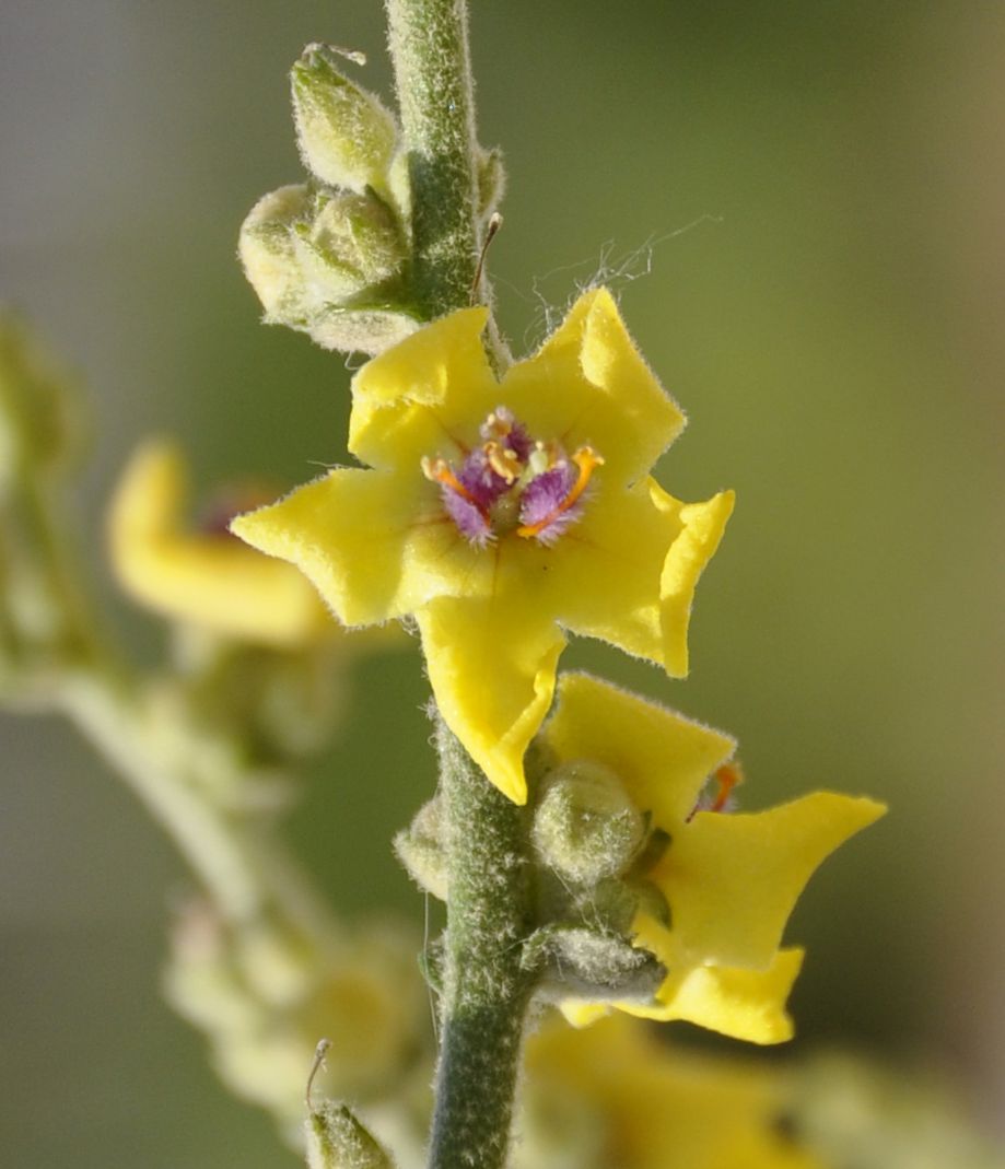 Изображение особи род Verbascum.