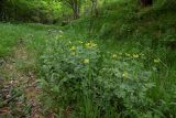 Coronilla coronata. Цветущие растения. Республика Адыгея, Майкопский р-н, ок. 2,5 км восточнее ст. Даховская, хребет Скалистый (Уна-Коз), поляна среди лиственного леса, у грунтовой дороги. 05.05.2018.