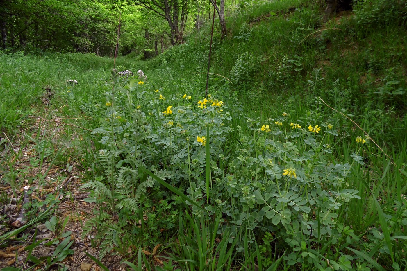 Image of Coronilla coronata specimen.