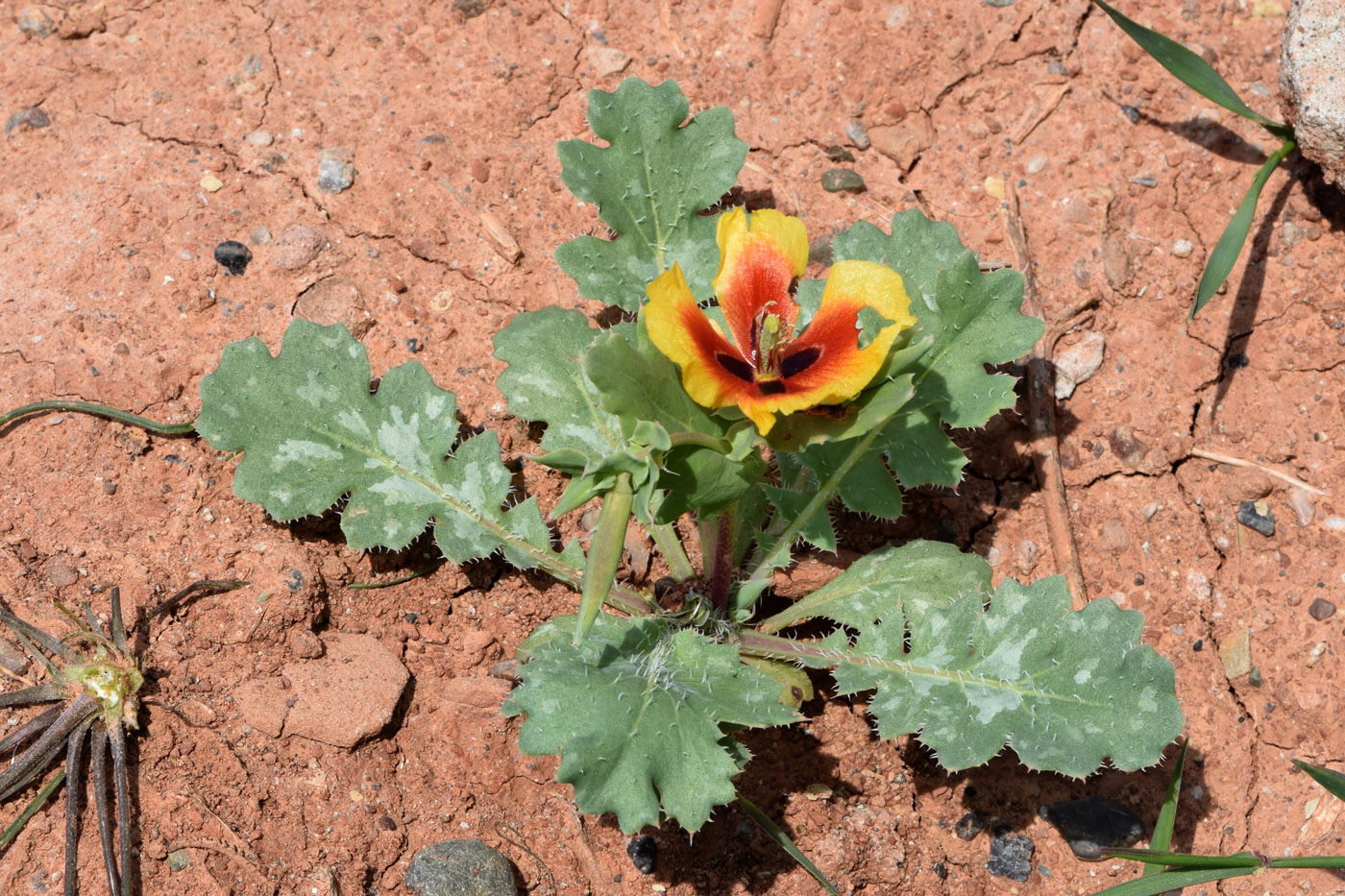 Изображение особи Glaucium elegans.