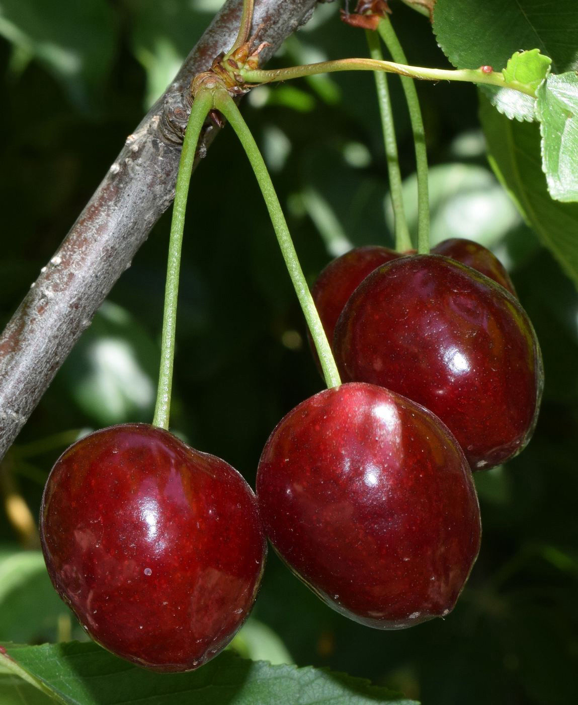 Image of Cerasus avium specimen.