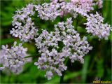 Chaerophyllum hirsutum