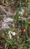 Vicia pannonica