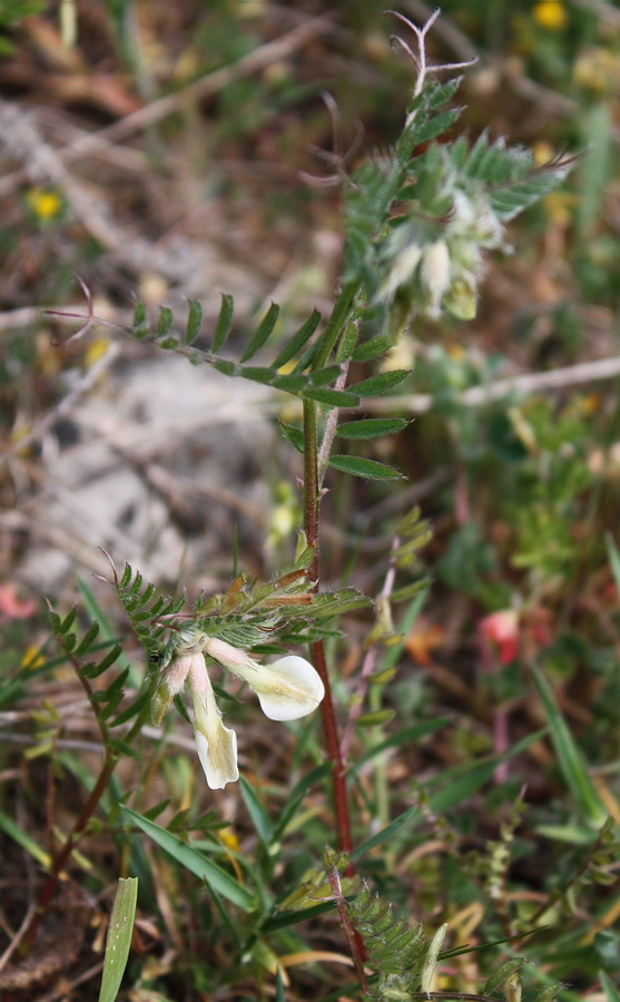 Изображение особи Vicia pannonica.