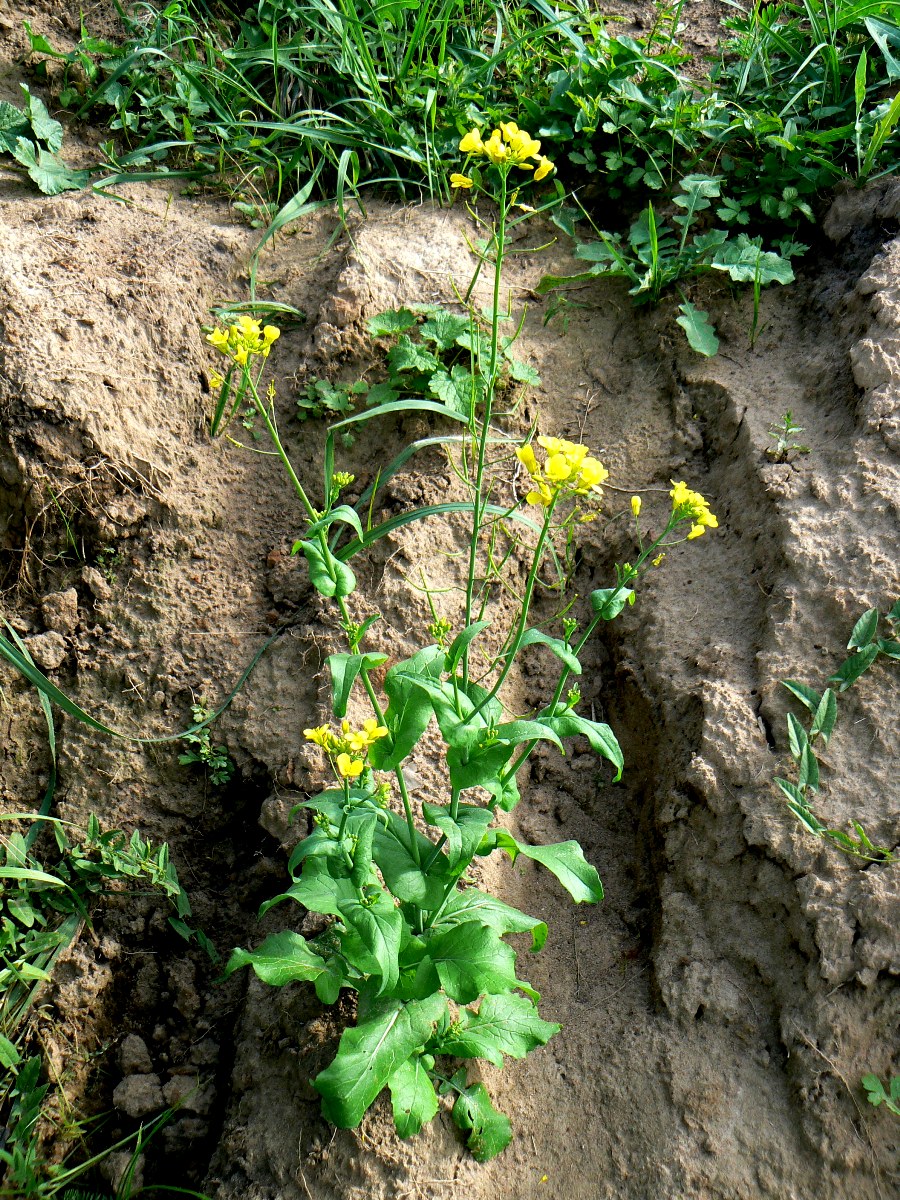 Image of Brassica campestris specimen.