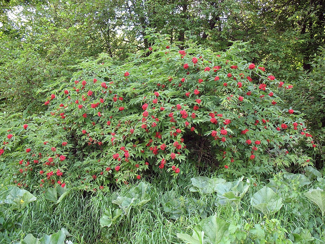 Image of Sambucus racemosa specimen.