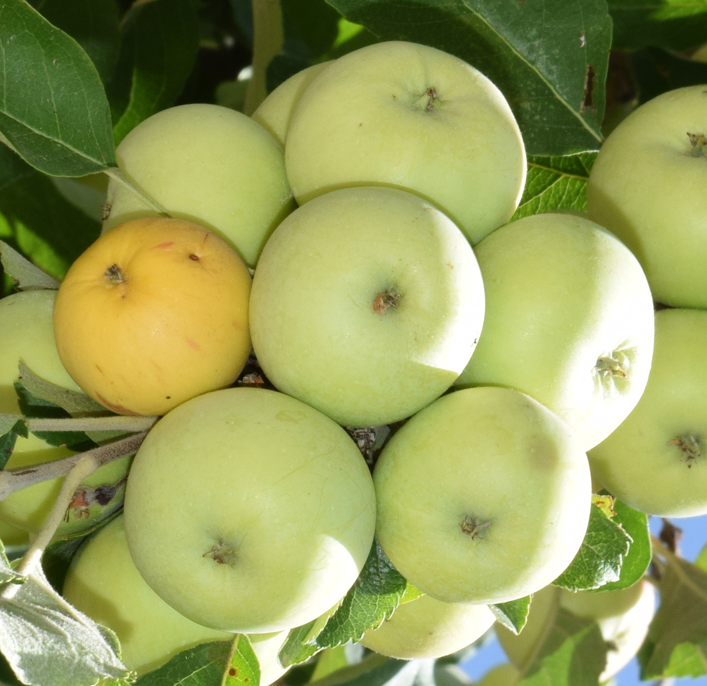 Изображение особи Malus domestica.