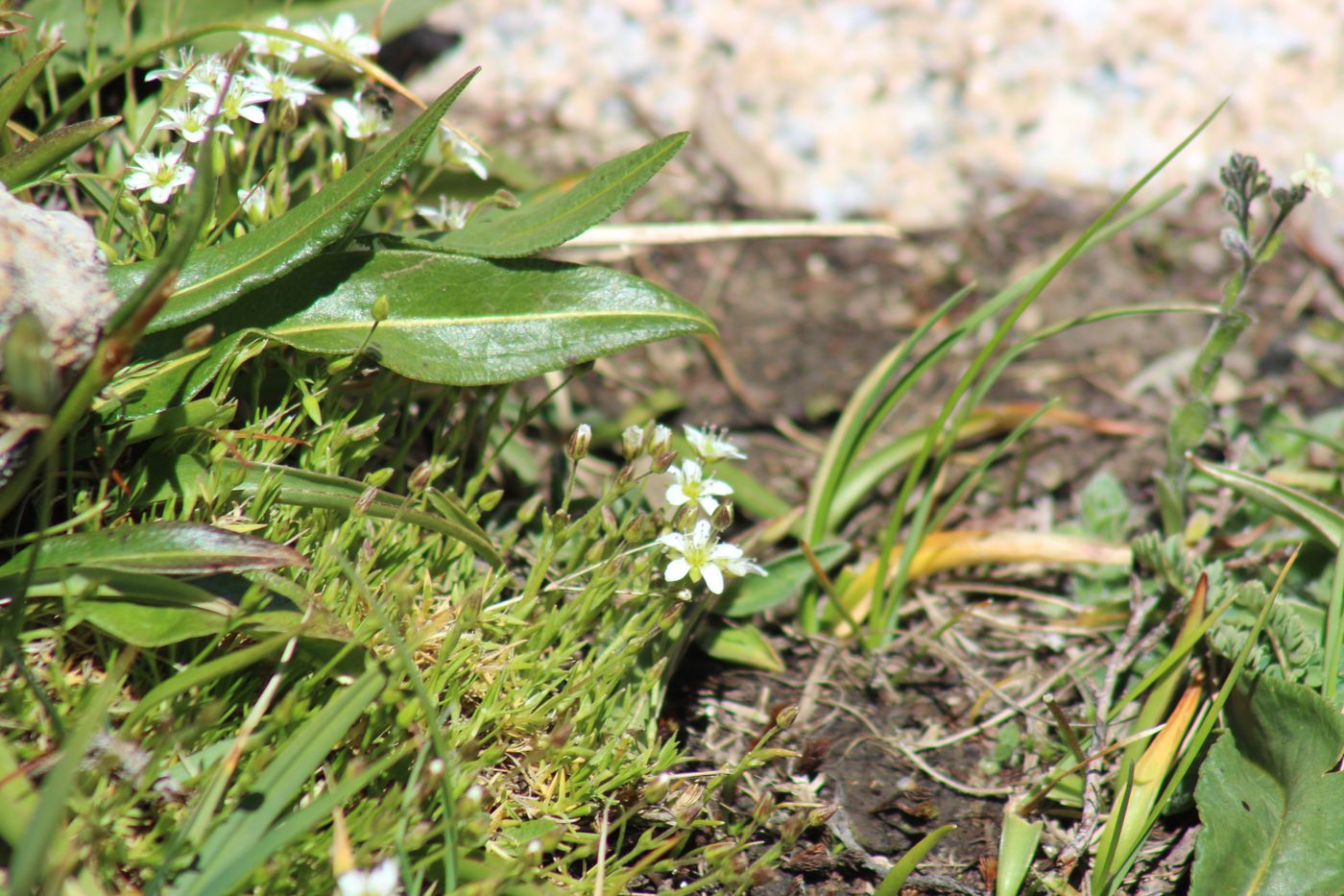 Image of Minuartia verna specimen.