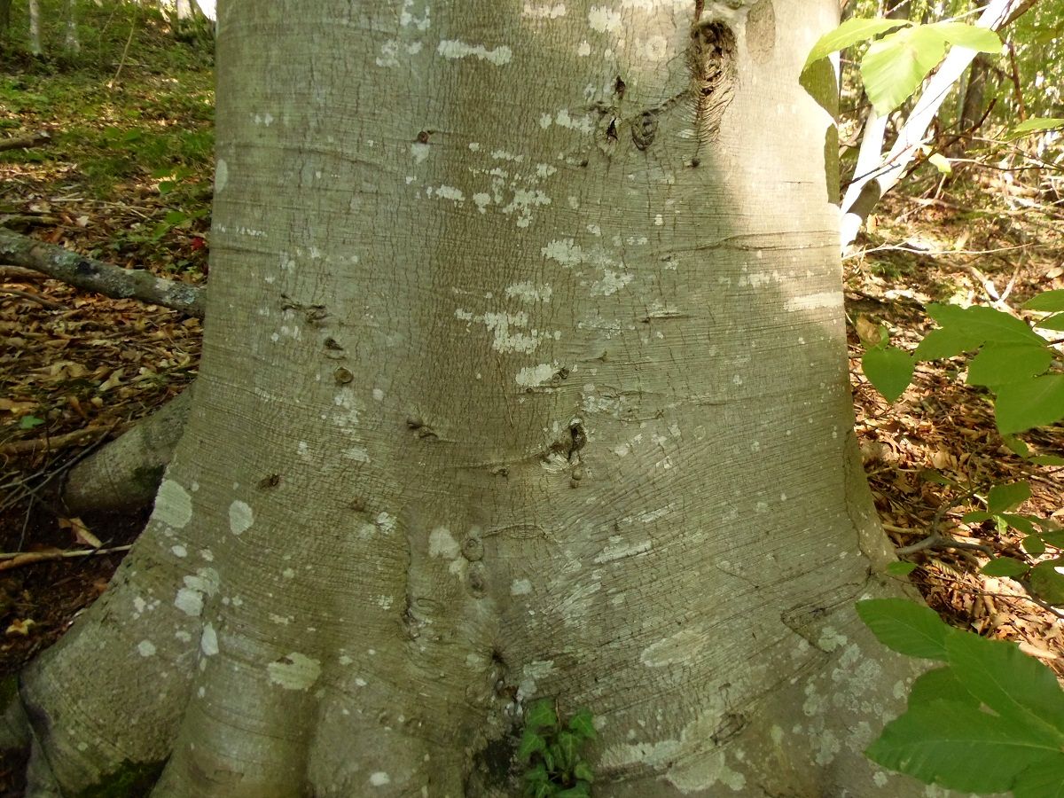 Image of Fagus &times; taurica specimen.
