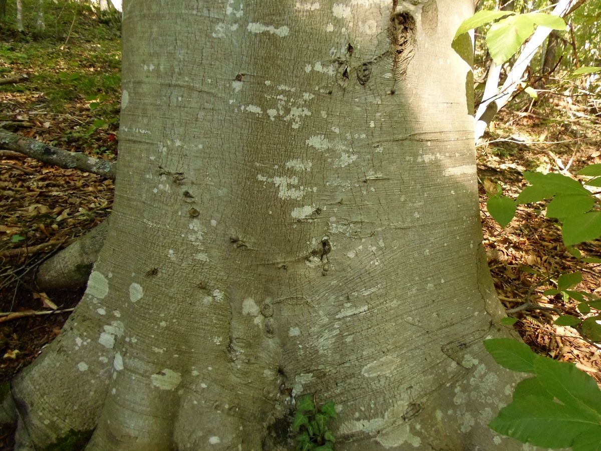 Изображение особи Fagus &times; taurica.