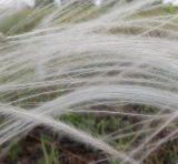 genus Stipa