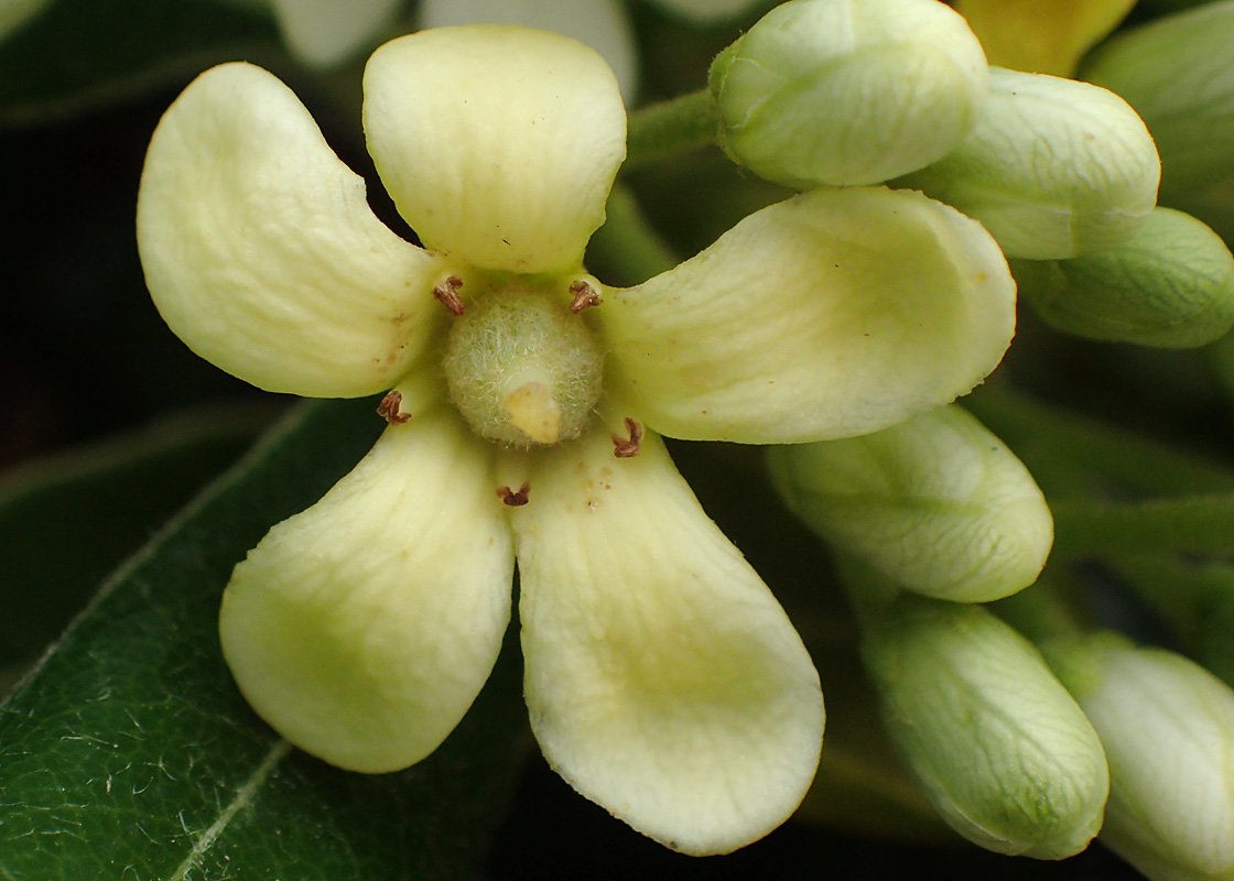 Image of Pittosporum tobira specimen.