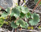 Micranthes nelsoniana