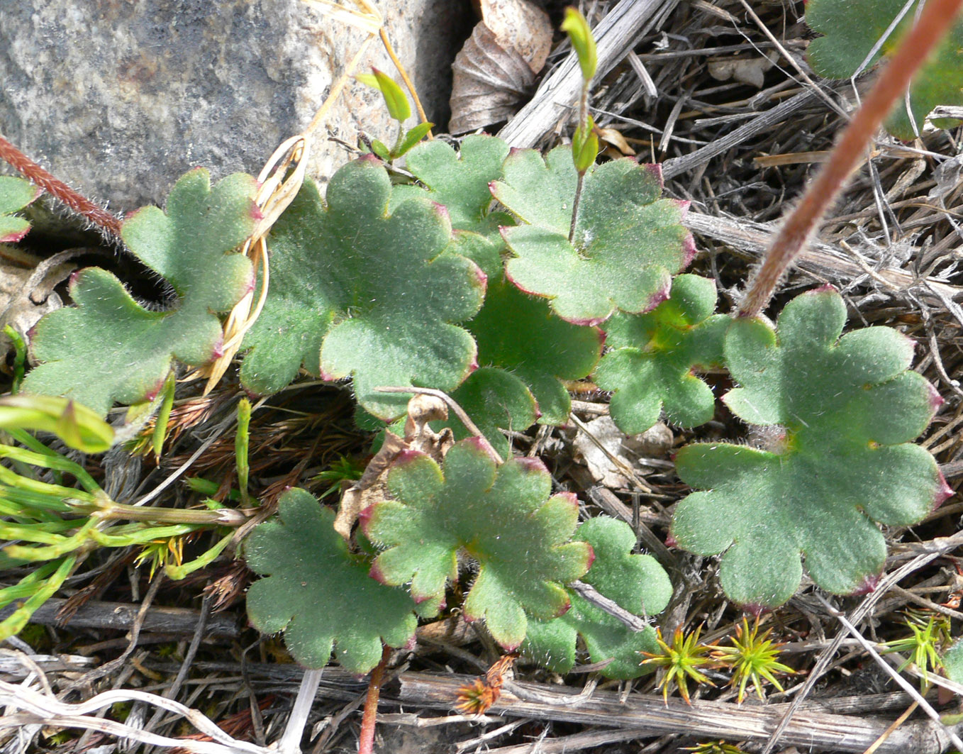 Image of Micranthes nelsoniana specimen.