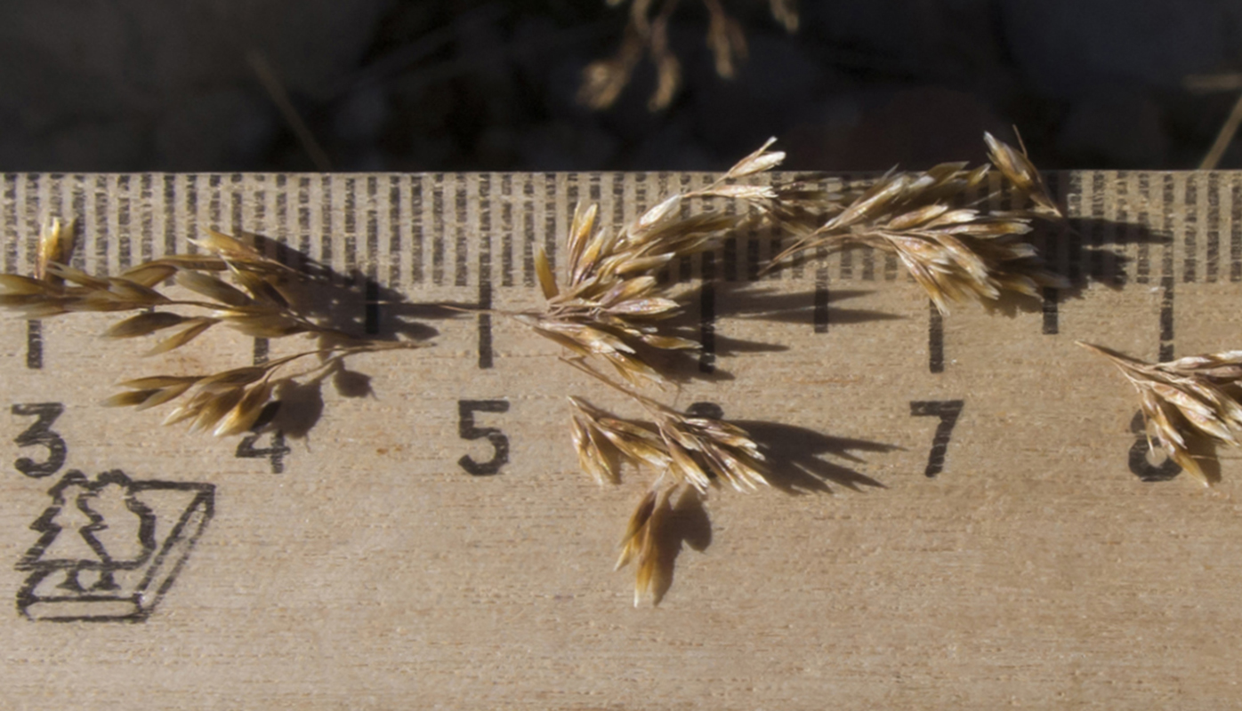 Изображение особи Festuca caucasica.