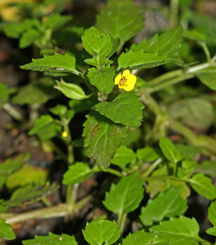 Image of Mimulus tenellus specimen.