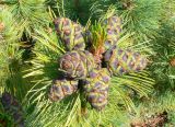 Pinus pumila