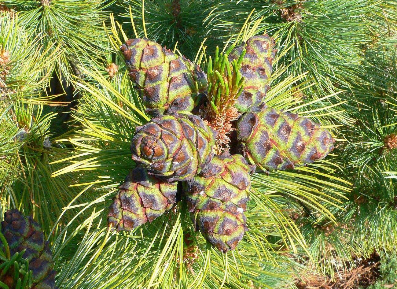 Image of Pinus pumila specimen.