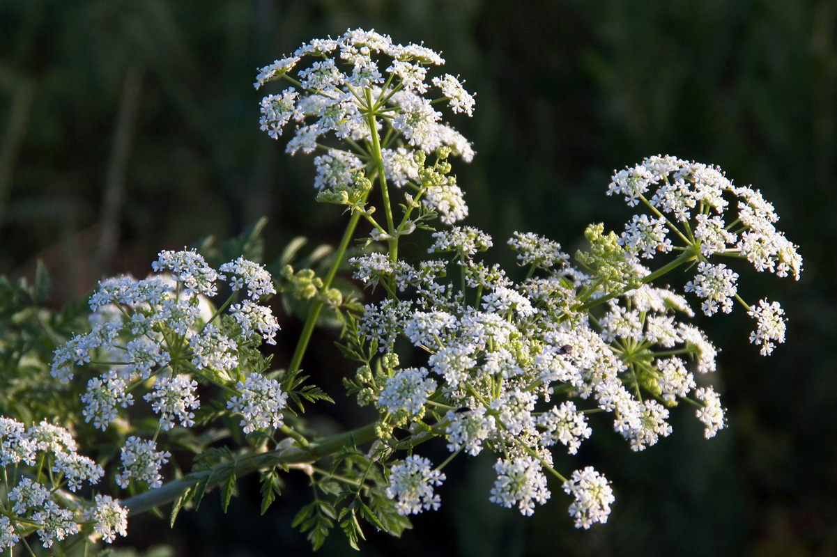 Изображение особи Conium maculatum.