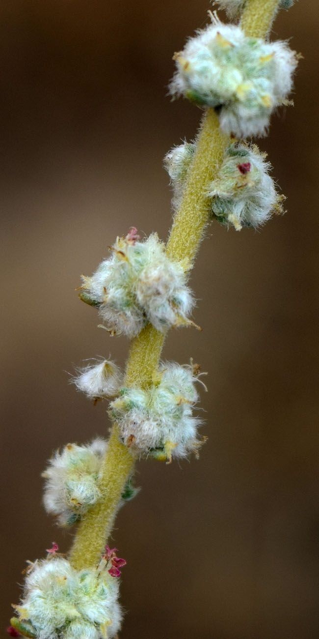 Image of Bassia prostrata specimen.