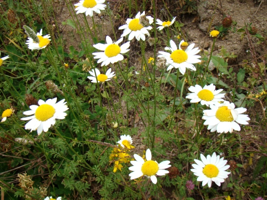 Изображение особи Pyrethrum chamaemelifolium.