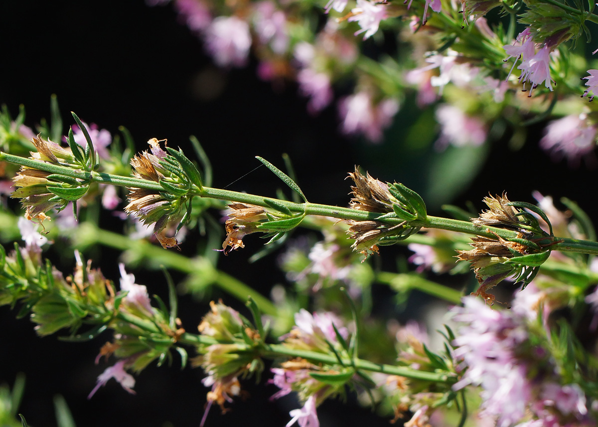 Изображение особи Hyssopus officinalis.