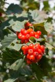 genus Crataegus