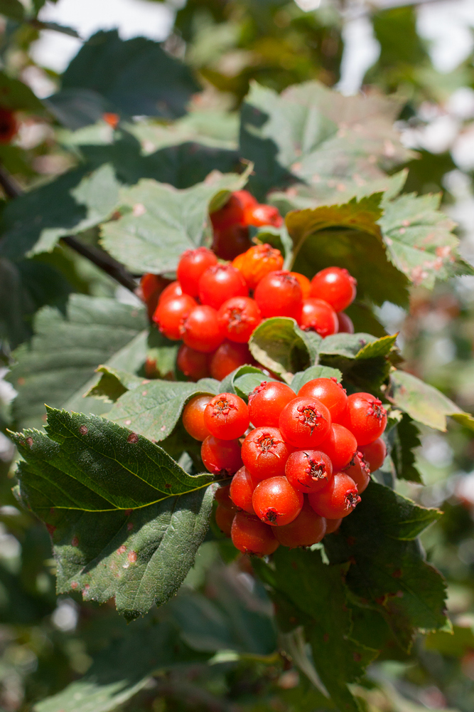 Image of genus Crataegus specimen.