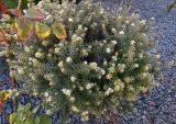 Westringia fruticosa. Молодой цветущий куст. Кипр, г. Айа-Напа, в озеленении частной территории. 06.10.2018.